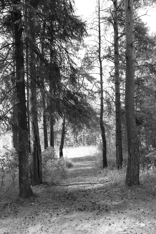 Фотография - Денис Безногов