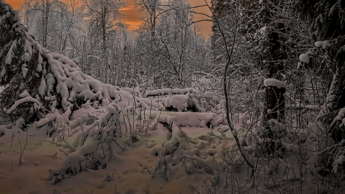 Тайга зимой - Aleksey Afonin