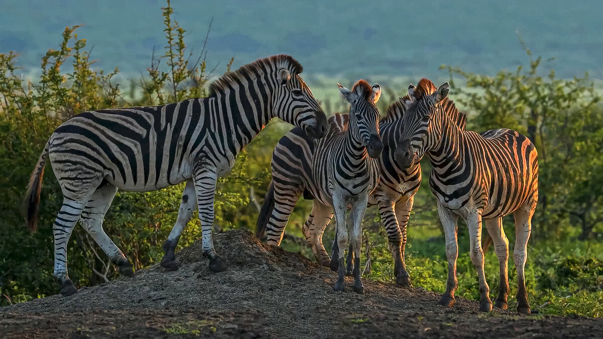 Бурчеллова зебра - Aleksey Afonin