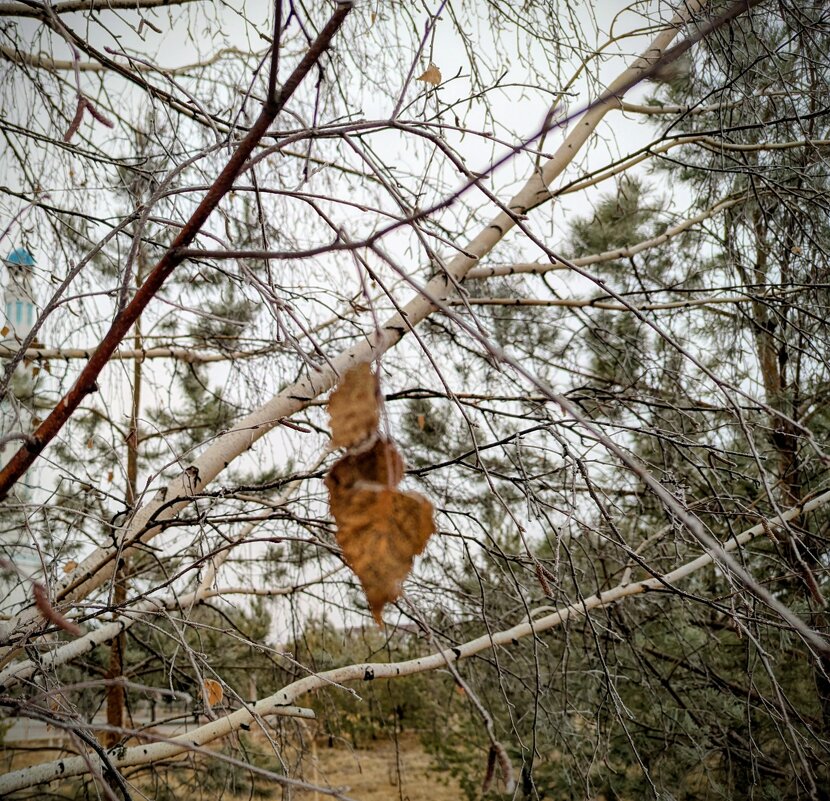 Тихая осень... - Андрей Хлопонин