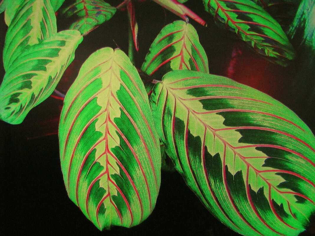 Красота маранты - Людмила Смородинская