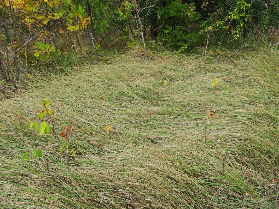 тихий октябрь - Елена Шаламова