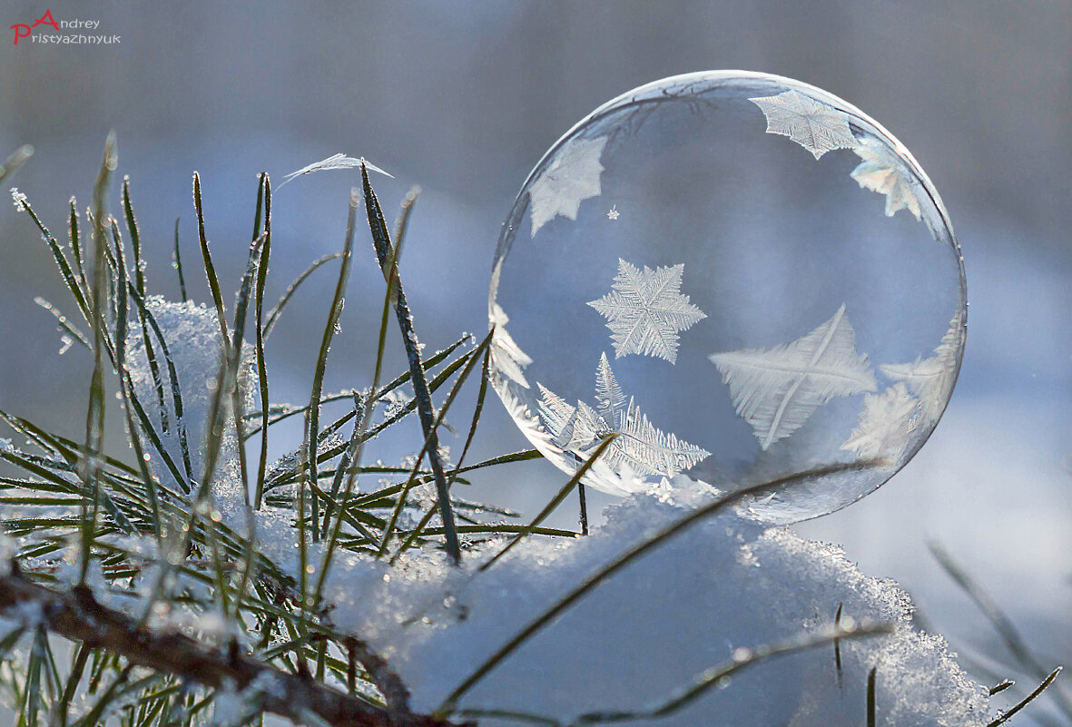 На веточке - Андрей Пристяжнюк