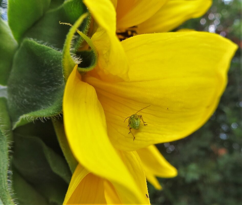 Клоп - Лариса С.