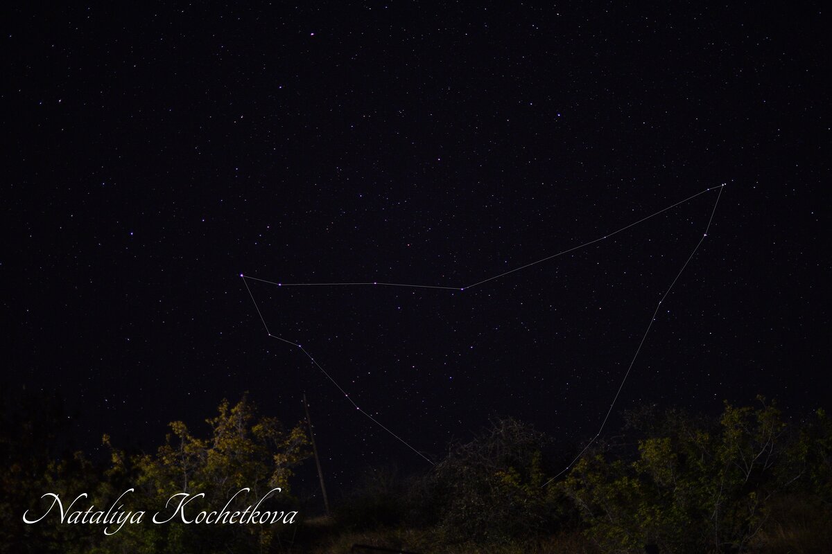 Природа Крыма - Amazing Cosmea