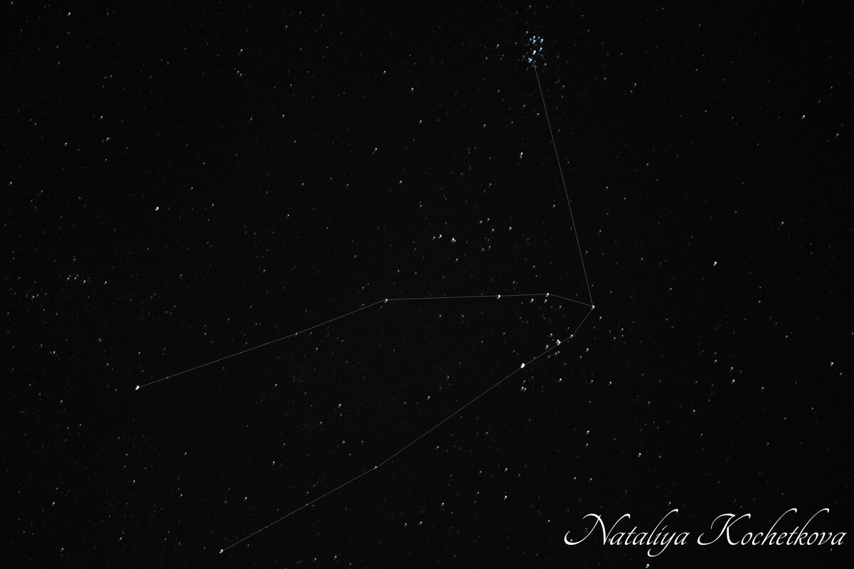 Природа Крыма - Amazing Cosmea