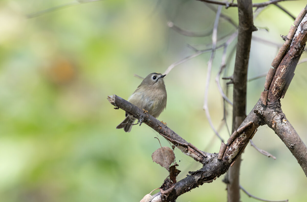 желтоголовый королек. - юрий макаров