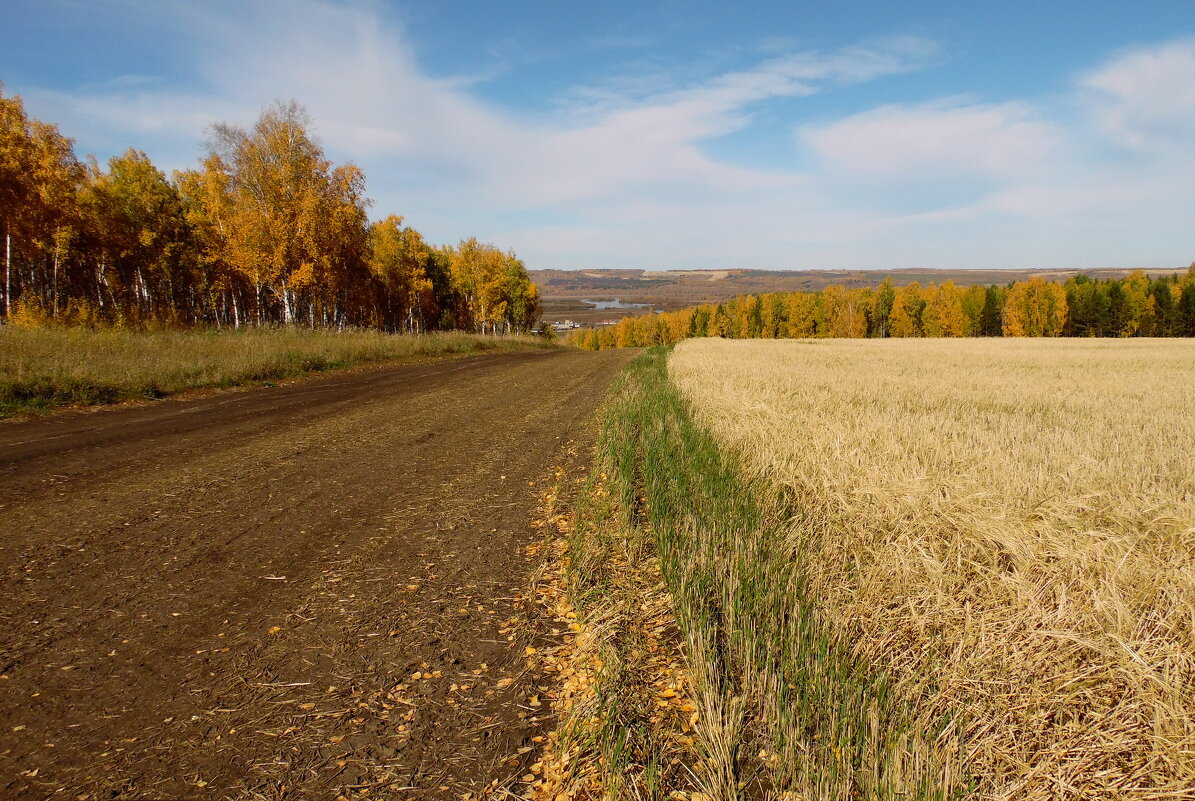 Мимо поля, мимо леса. дорога лентой мчит вперед... - nadyasilyuk Вознюк