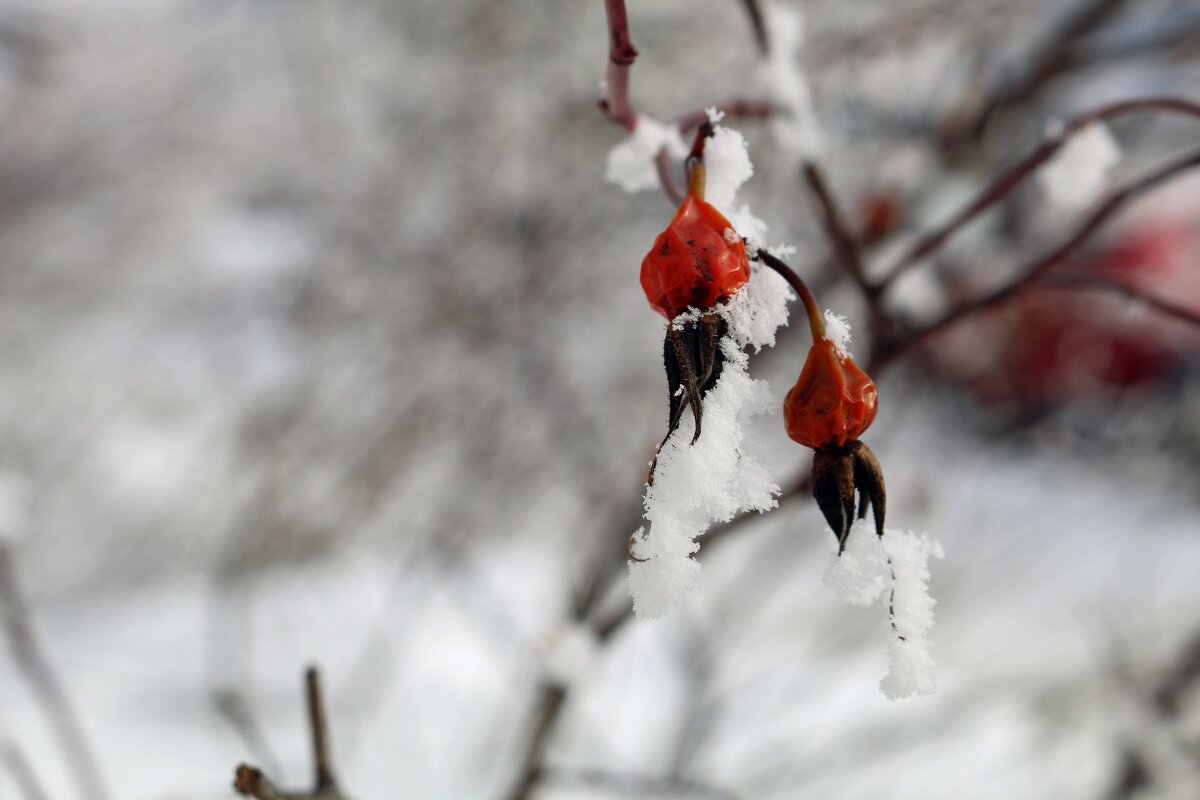Зимний шиповник - Ольга 