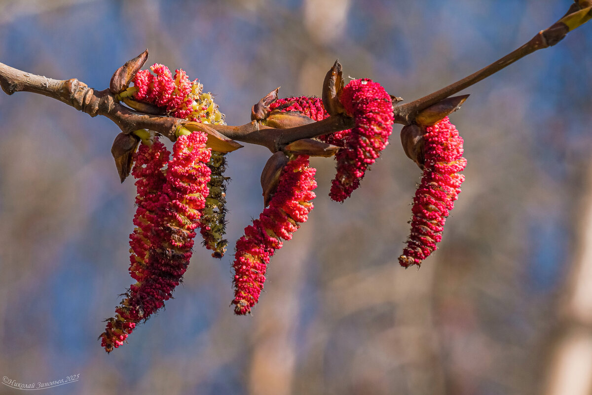 Так интересно цветет тополь по весне) - Николай Зиновьев
