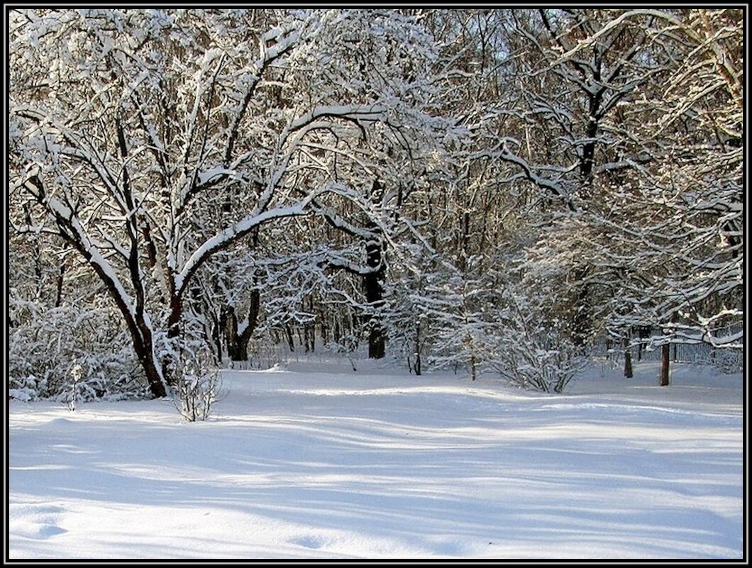 Зимний лес - Ольга Довженко