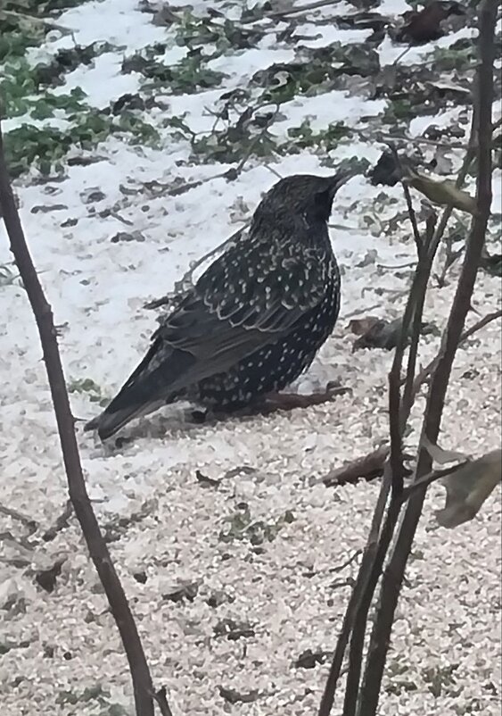 Первый скворец - Наталья 