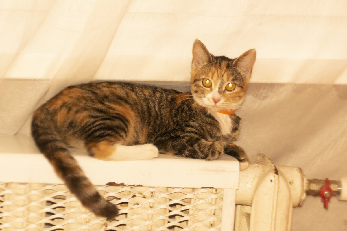 Кошка Рика на батарее - Александр Буторин