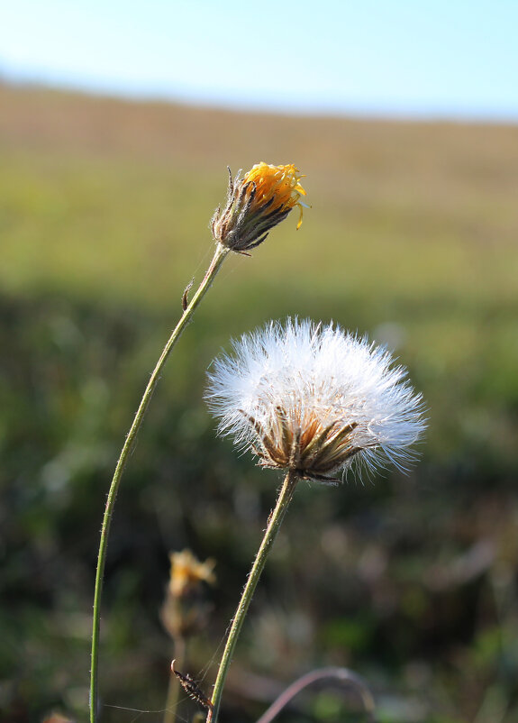 *** - Александр. AVG100 ---