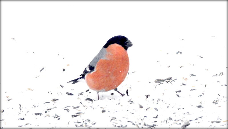 Снегири этого года ... - Сергей 