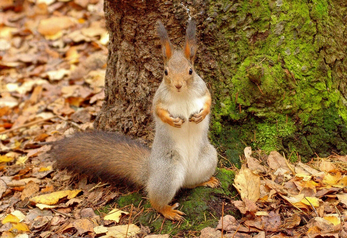 Что принес? - Вячеслав Минаев