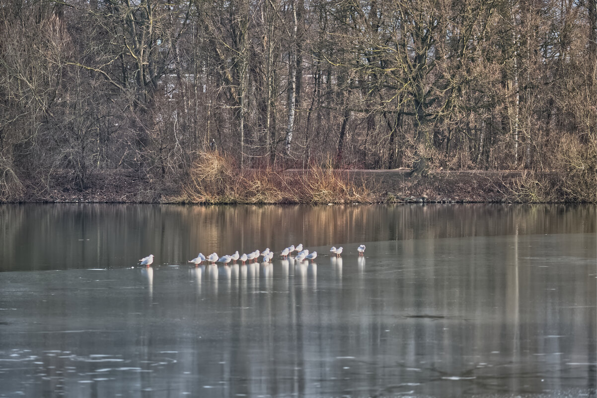 Чайки на подмороженном озере Падер - Jakob Dick