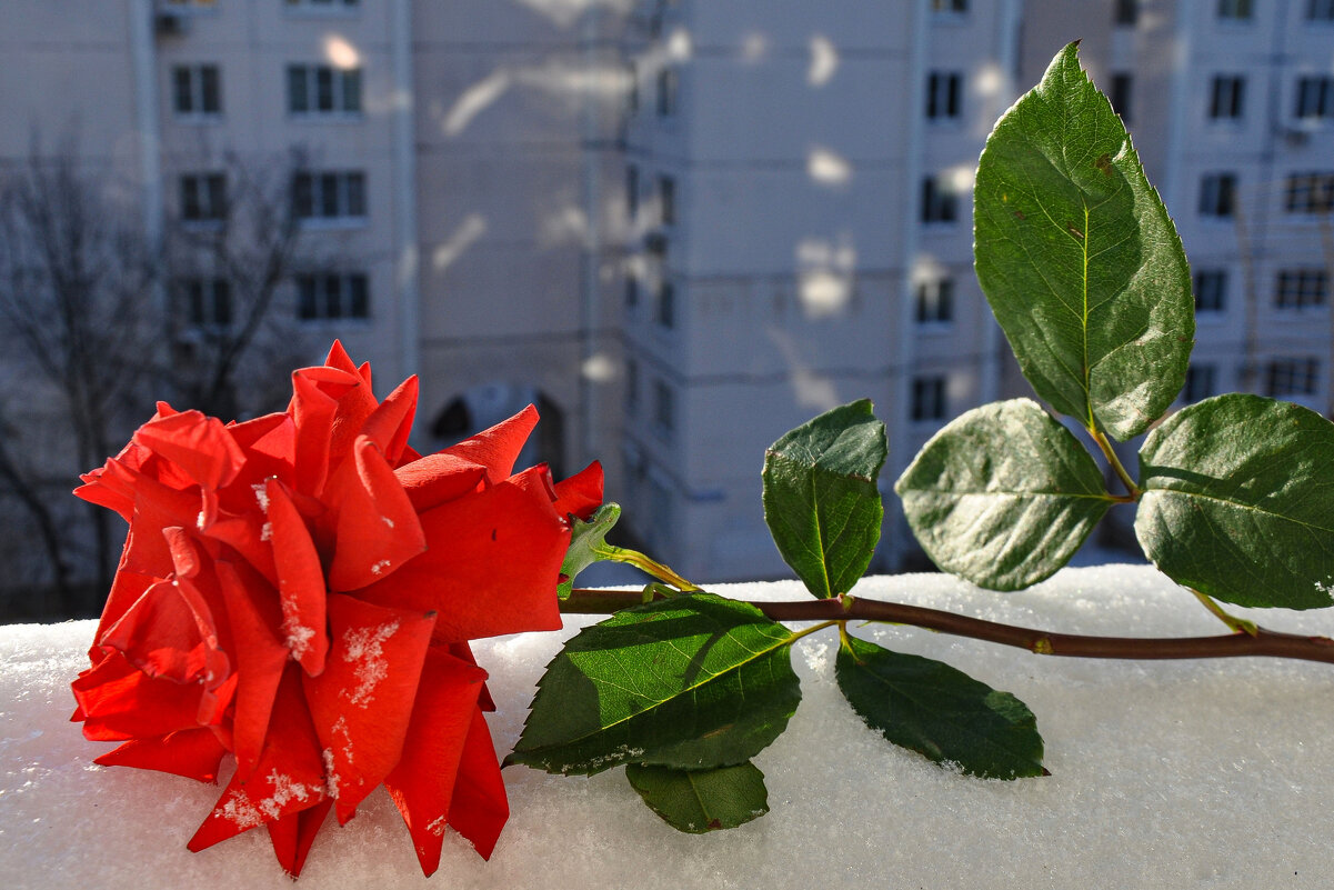 Январская роза в феврале - Татьяна Машошина