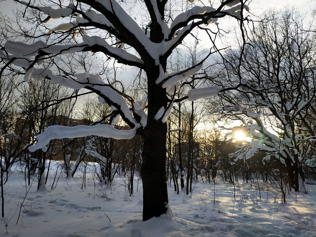 Зима, фотограф торжествует - Андрей Лукьянов