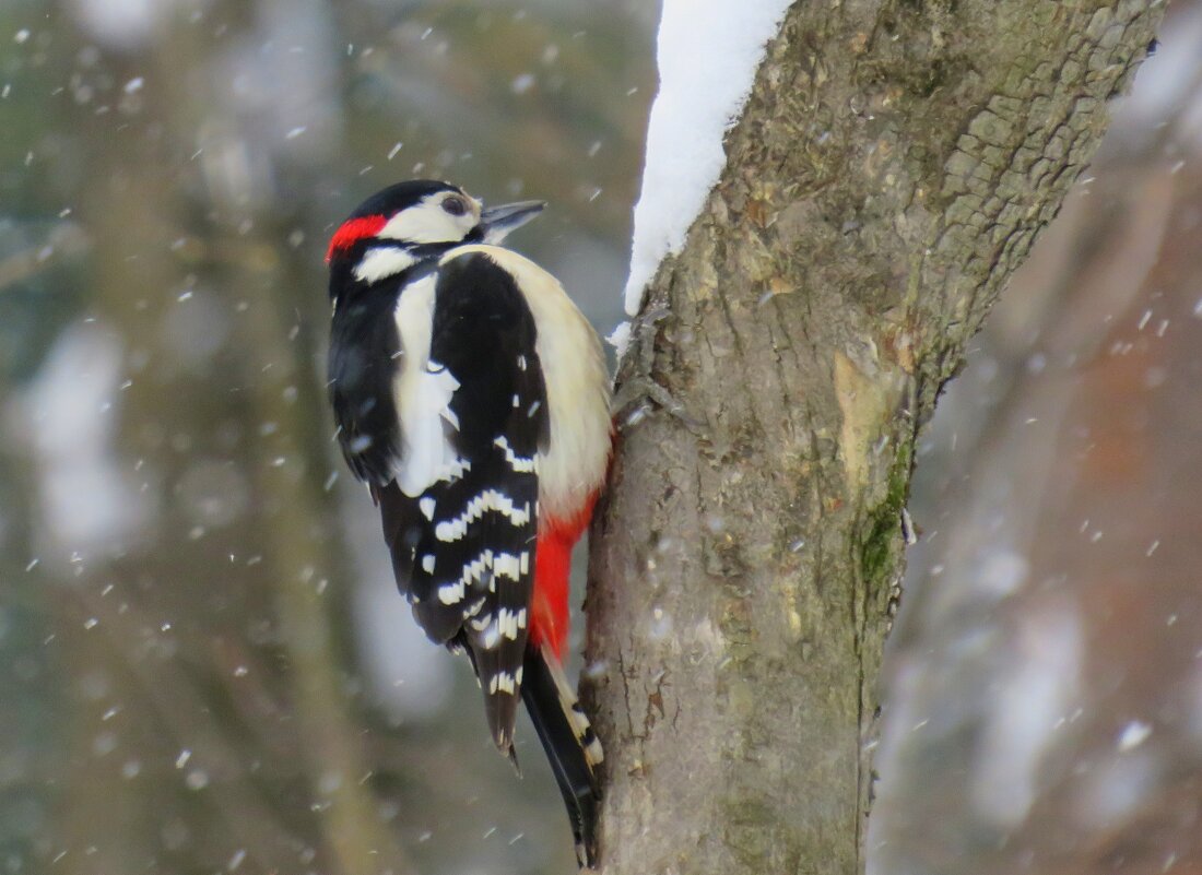 Большой пестрый дятел - Ната Волга