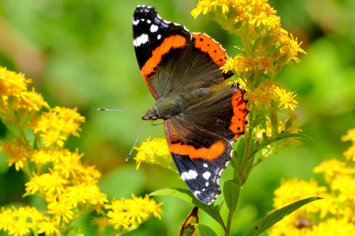 опять про бабочек...430 - Александр Прокудин