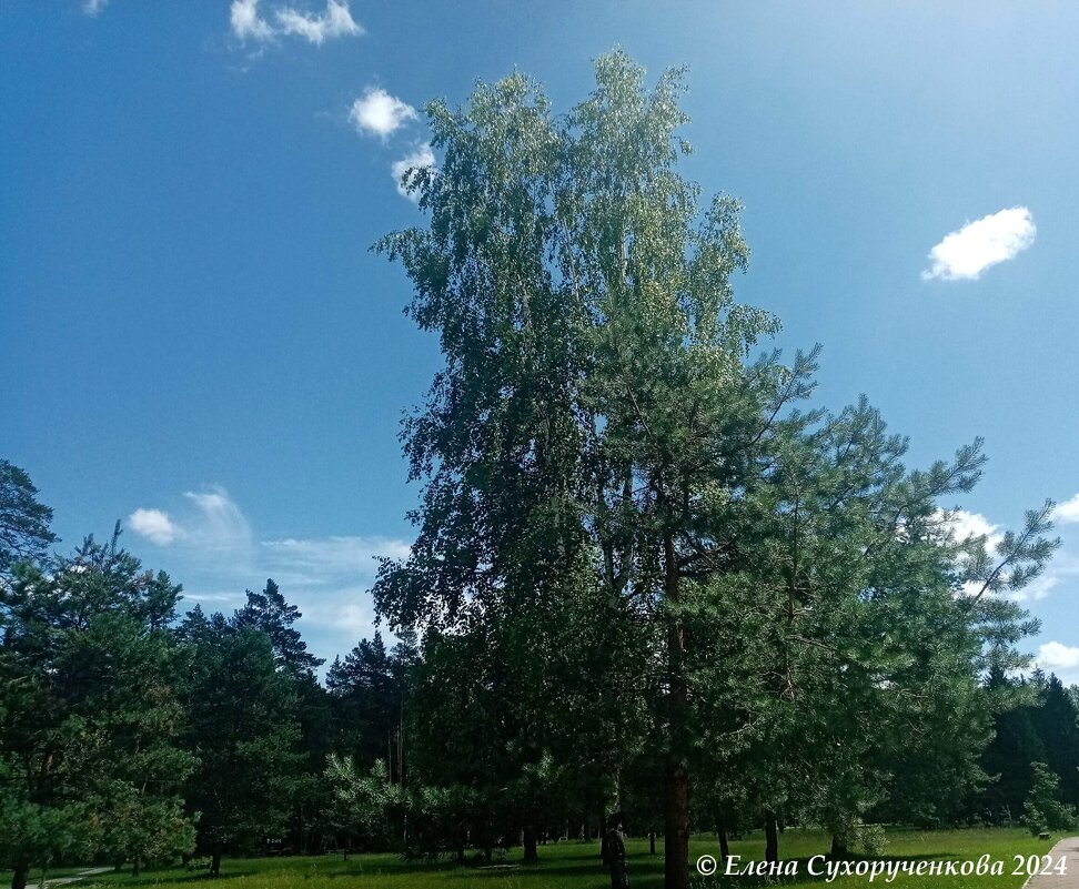 Летний период - Елена Сухорученкова