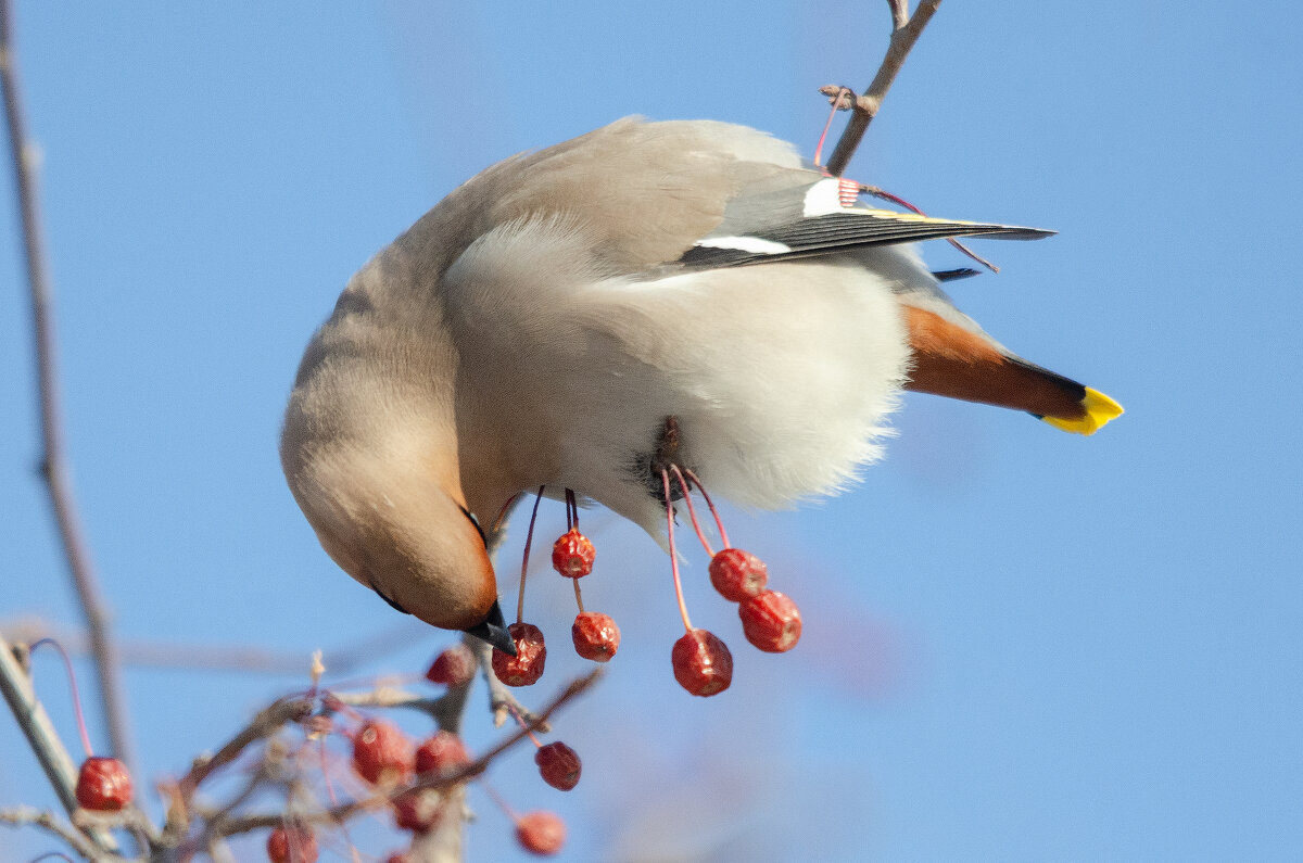 Свиристель - Виктор Иванович Чернюк