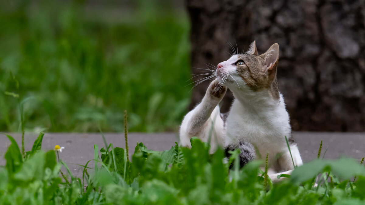 Уличный бродяга - Владимир Лазарев