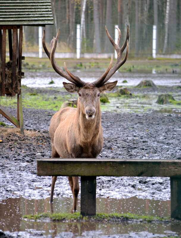 Рогатое животное - ирина 