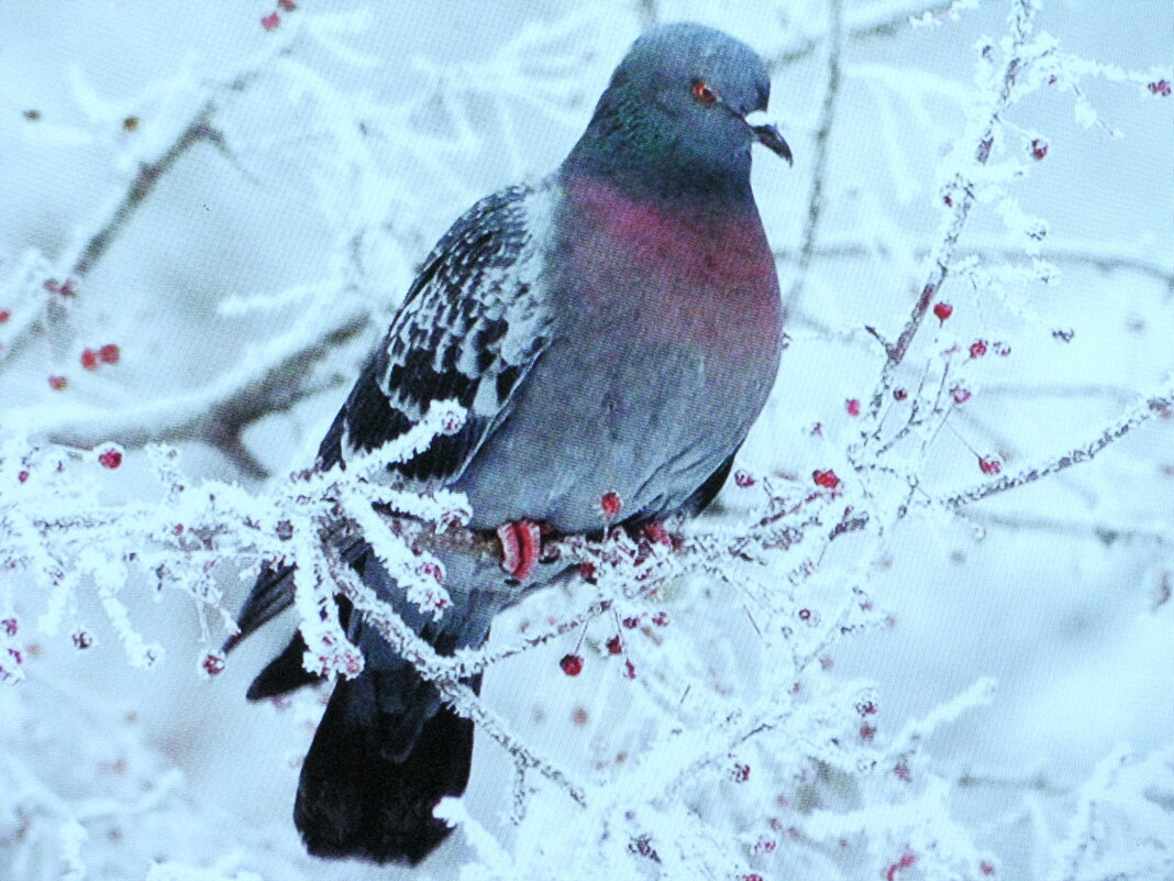 Голодный голубь - Людмила Смородинская