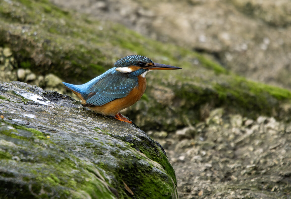 Зимородок. - Alexander Amromin