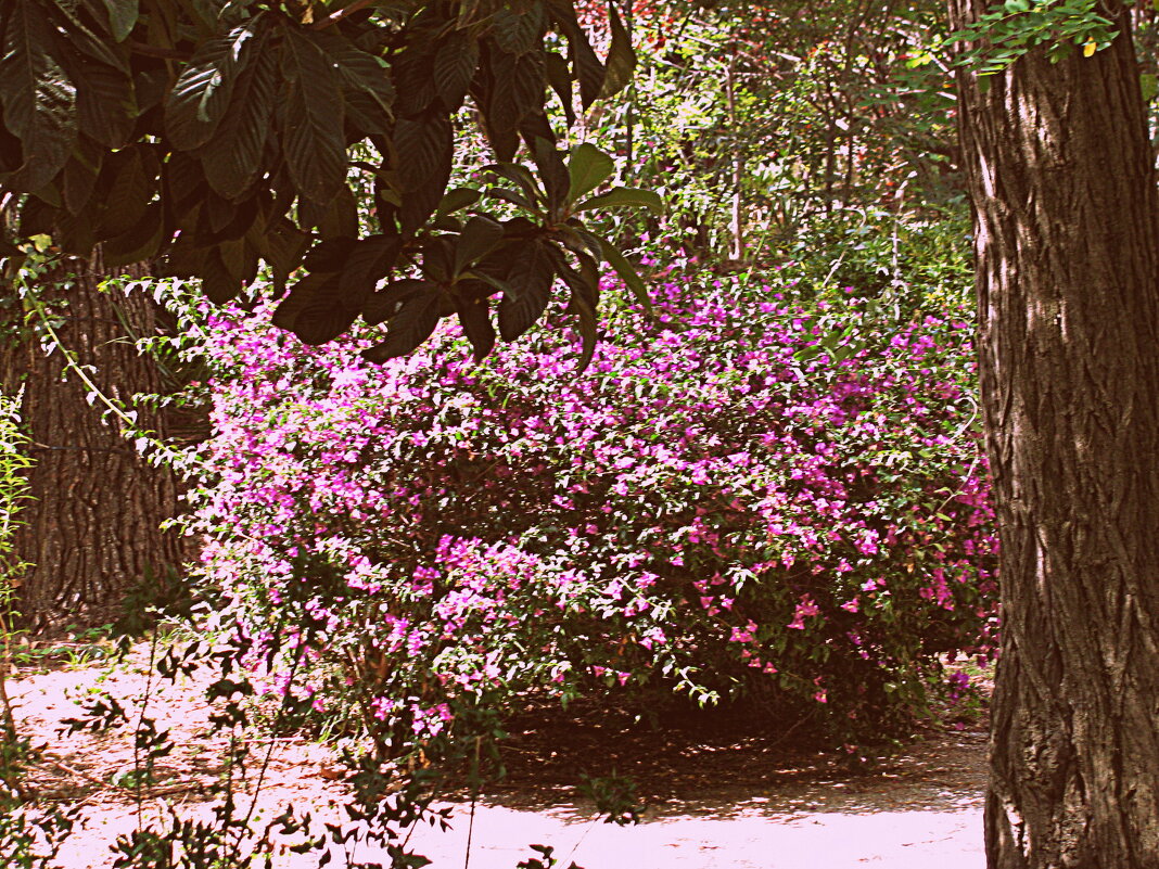 Барселона. - Владимир Драгунский