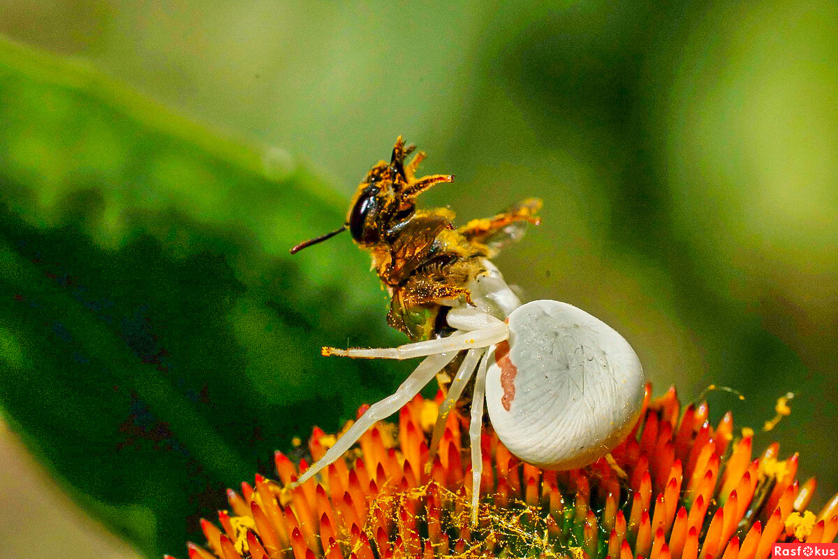 Из серии " Макро мир вокруг нас..." - Николай Саржанов