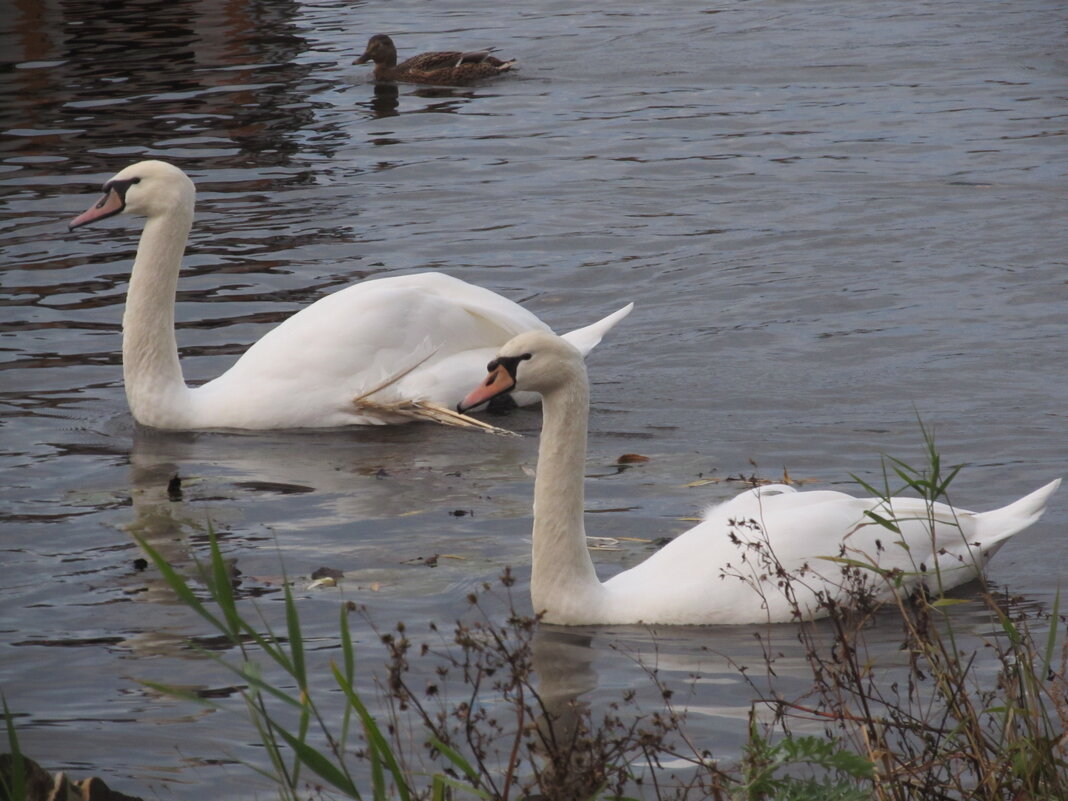 на Линёвке - Елена Шаламова