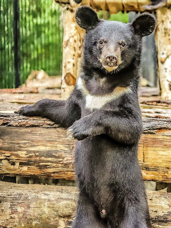 гималайский - Аркадий Лаптенко