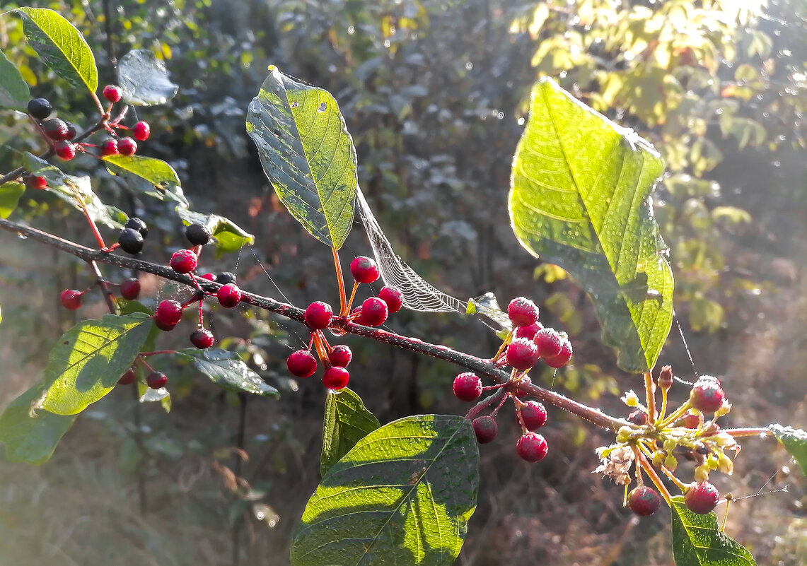 *** - Виктор Позняков