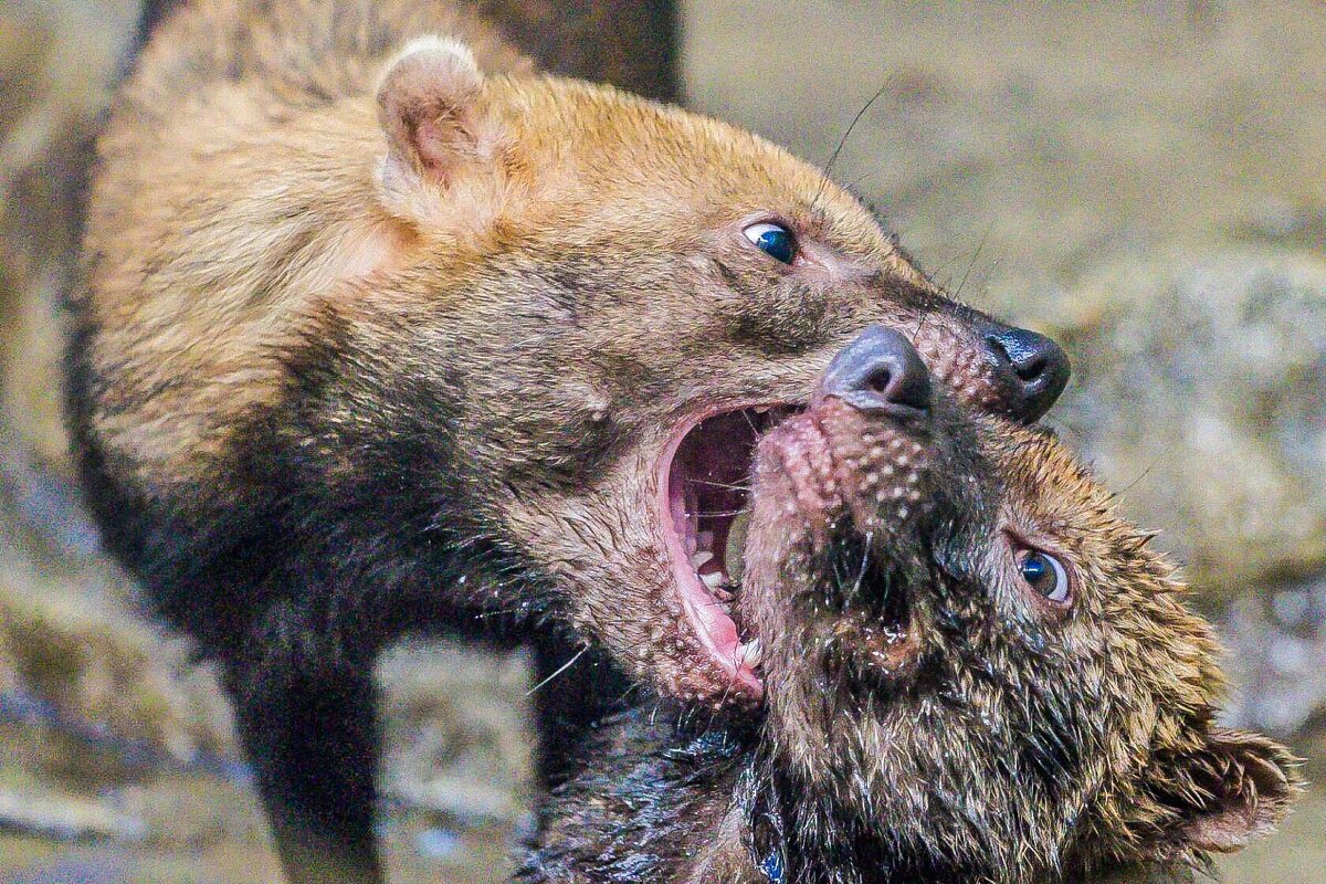 КУСТАРНИКОВЫЕ СОБАЧКИ - Аркадий Лаптенко