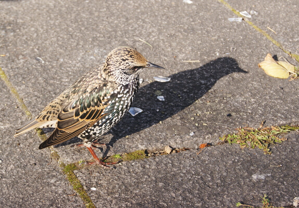 Встреча на Сенной - Виктор Никитенко