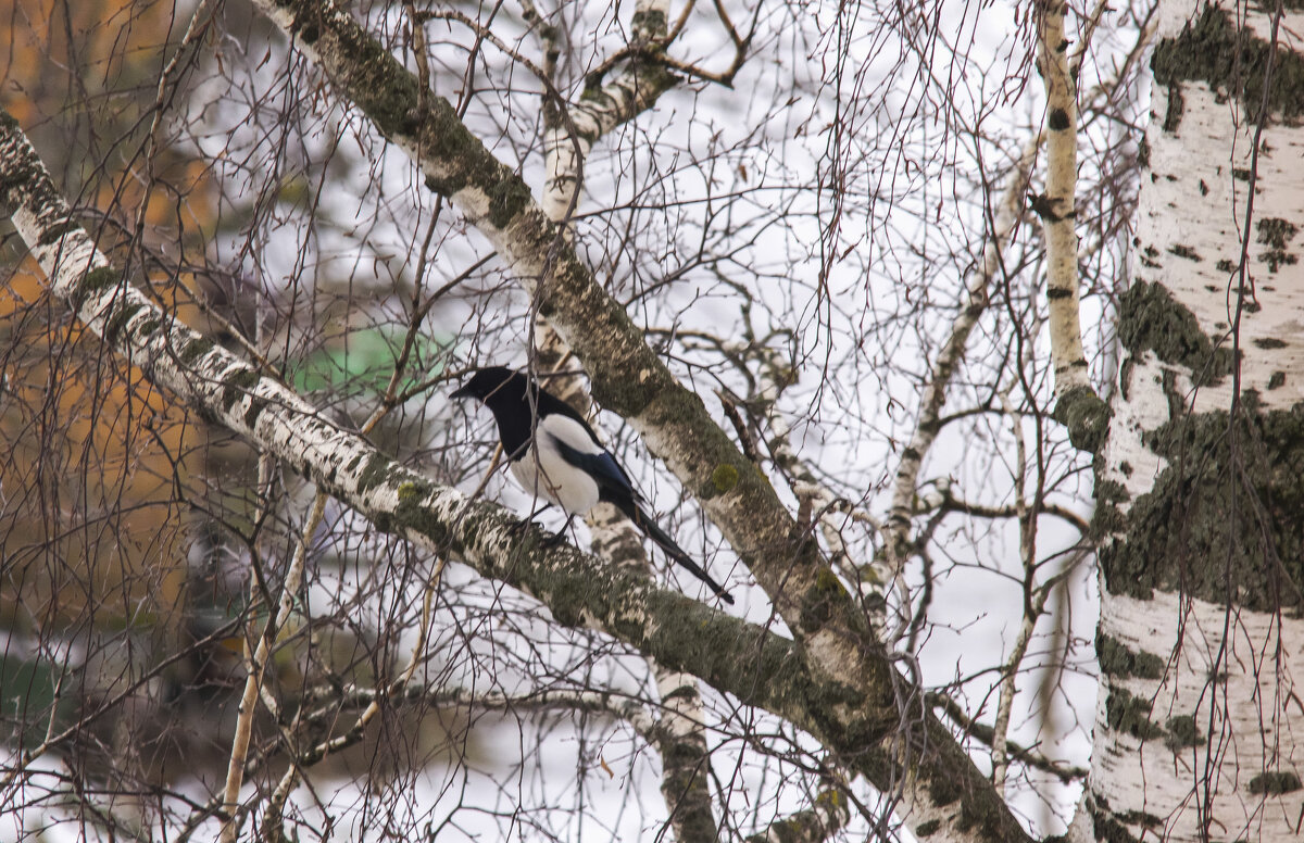 Затаилась белобока. - Петр Беляков