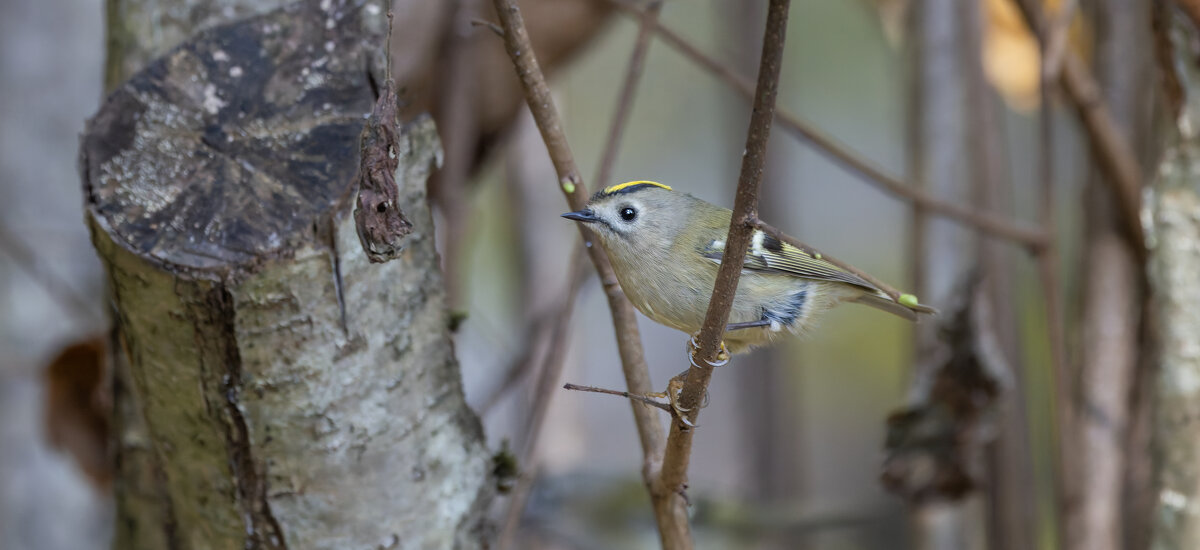 желтоголовый королек. - юрий макаров
