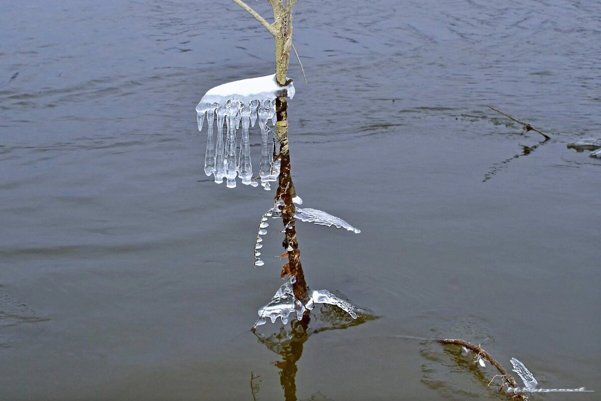 Творение природы. - Михаил. 