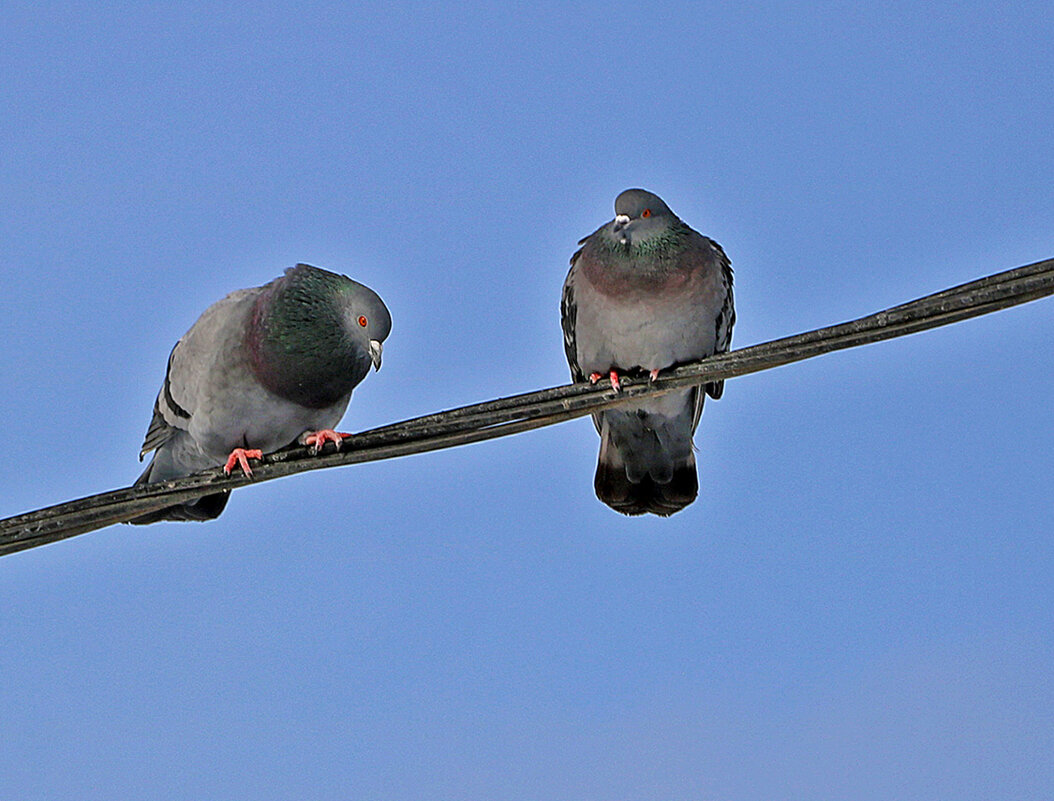 Ну, прости... я виноват... - Светлана 