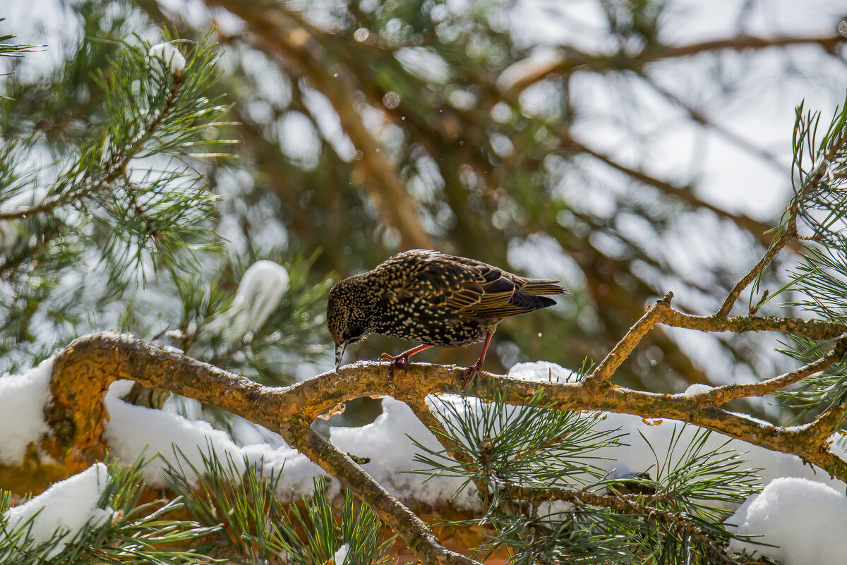 Нежданный февральский гость... - Sergey (Apg)