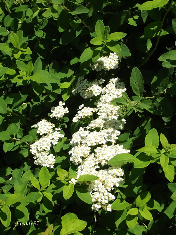 Спирея - Freddy 97