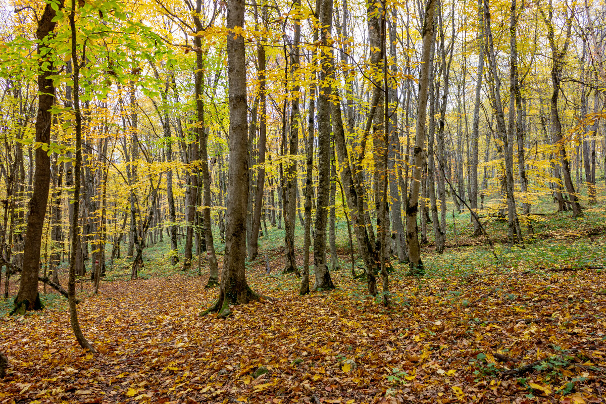 Осеннее.. - ирина )))