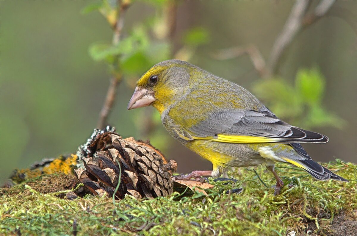 ... - Вячеслав Минаев