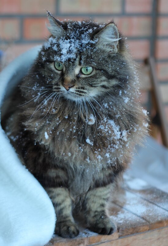 Сильва - Оксана Новик 