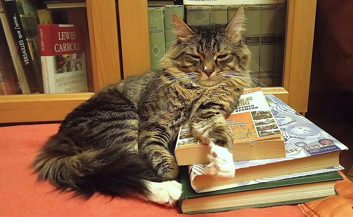 Кот-учёный - Елена 