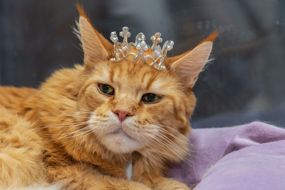 Василий. - Борис Калитенко