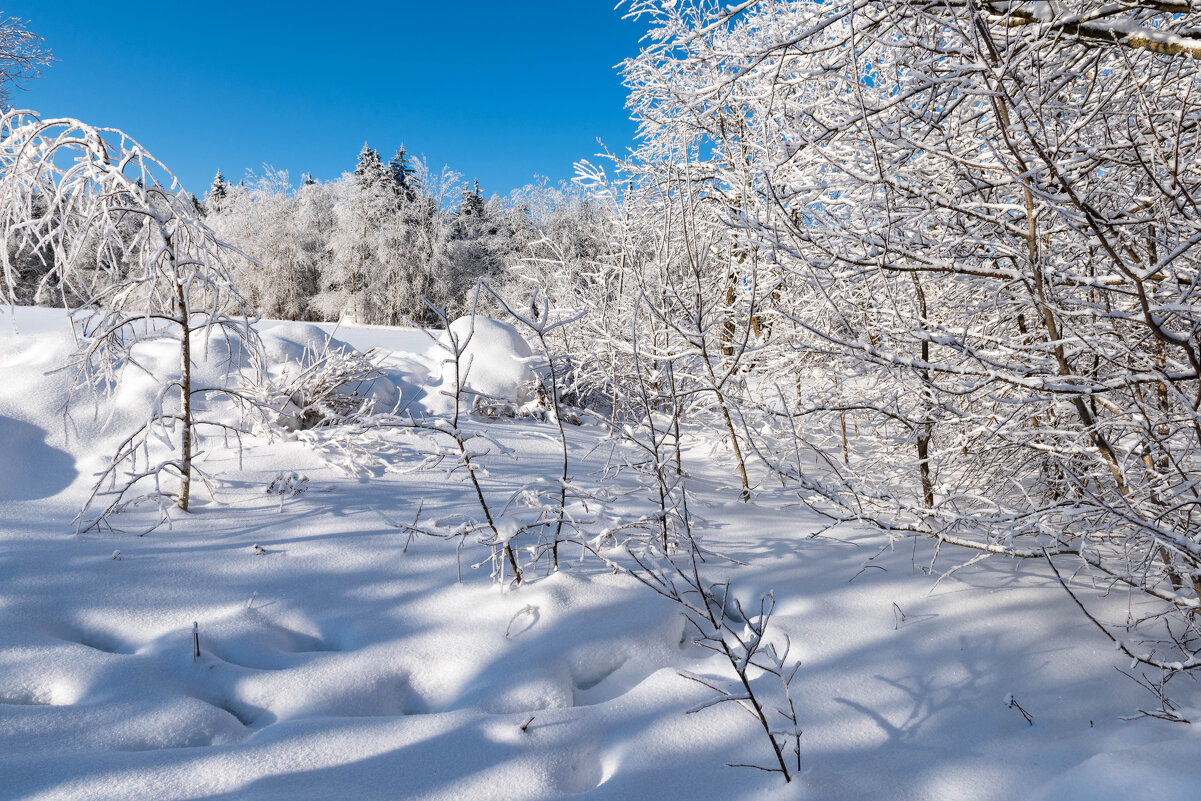 Под снежным покрывалом - Александр Мезенцев